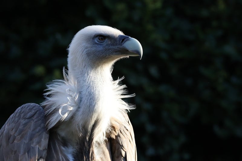 Gryphon